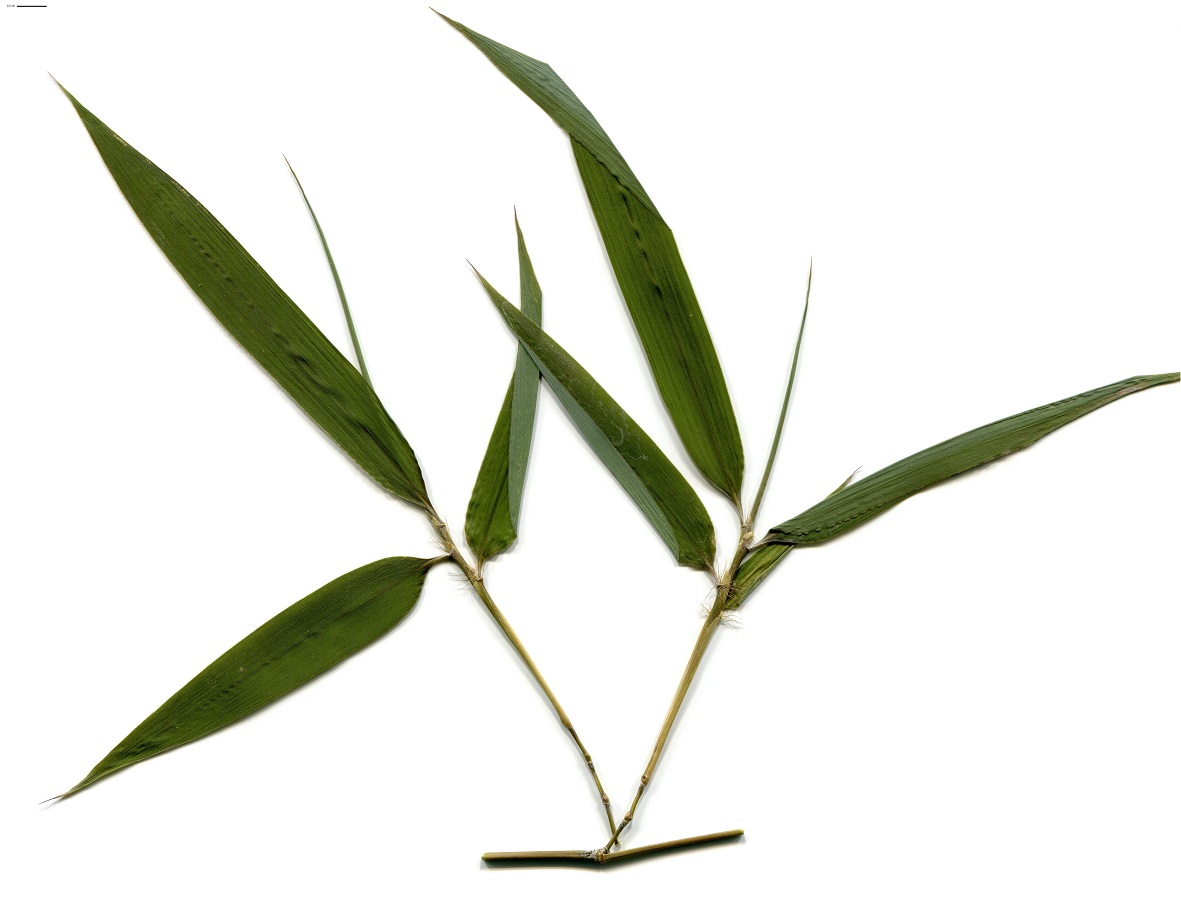 Phyllostachys viridiglaucescens (Poaceae)
